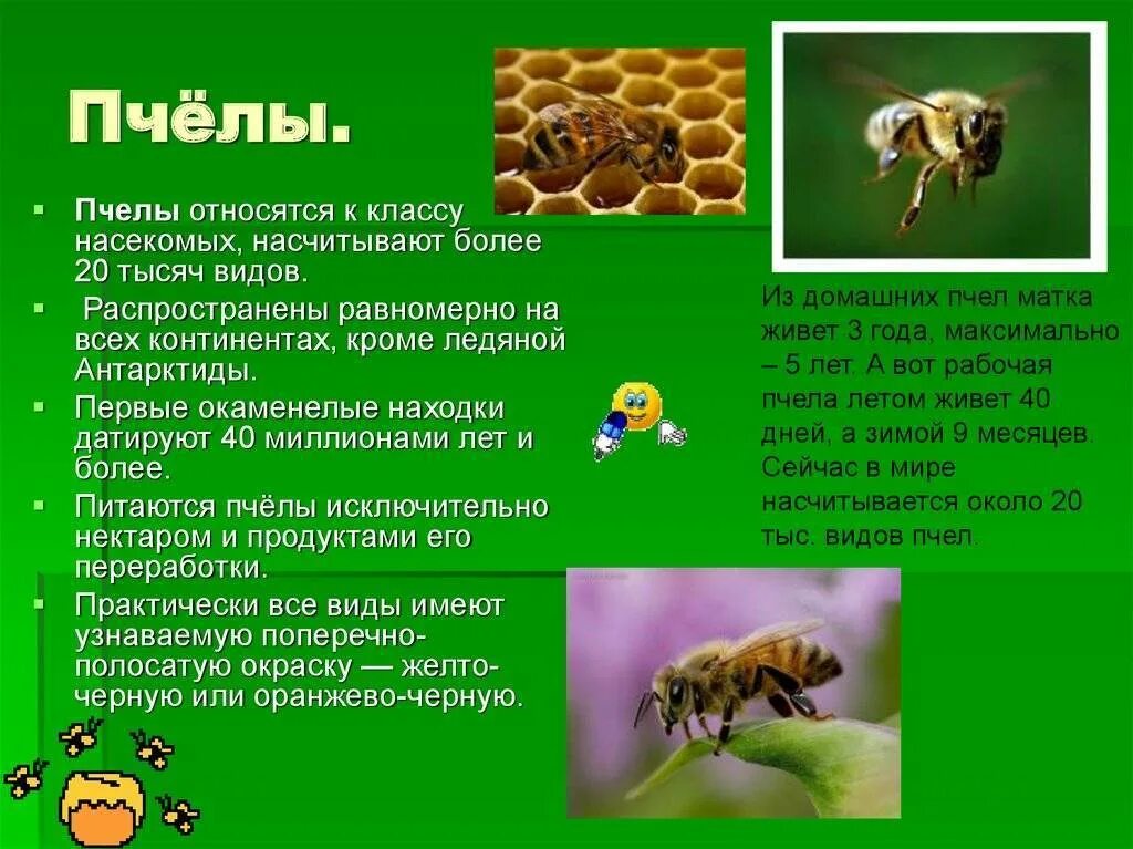 Пчела является насекомым. Краткая информация о пчелах. кратко о пчеле. рассказ о пчелах. пчела тема.