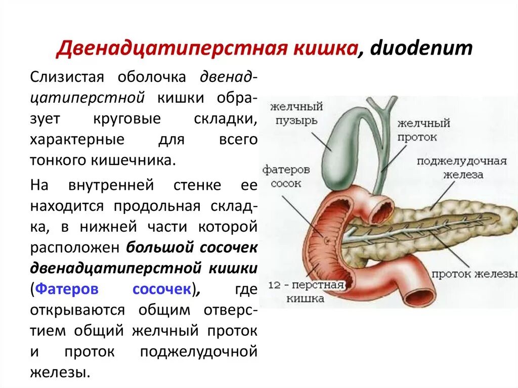 Двенадцатиперстная кишка биология 8 класс. 12 Перстная кишка строение и функции. 12 Перстная кишка анатомия строение и функции. Строение и функция 12пёрстной кишки у человека. 12 Ти перстная кишка анатомия строение и функции.