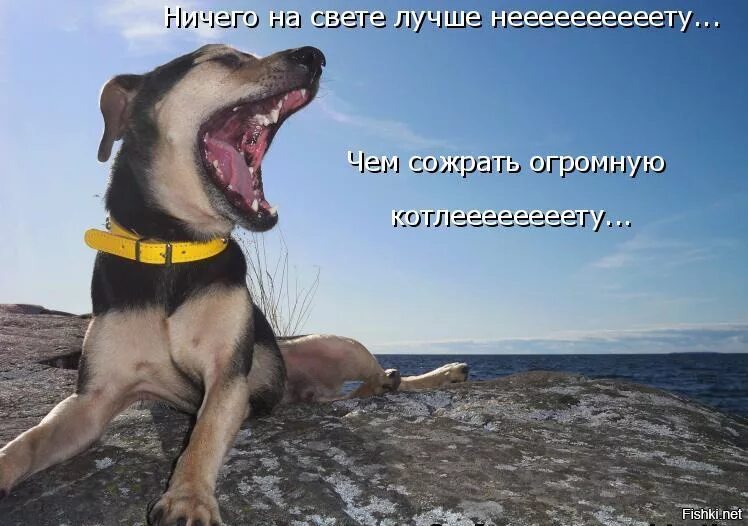 Ничего на свете нету чем стрельнуть. Ничего на свете лучше. ничего на свете лучше нету. ничего на свете лучше прикол. ничего на свете лучше нету чем сожрать огромную котлету.