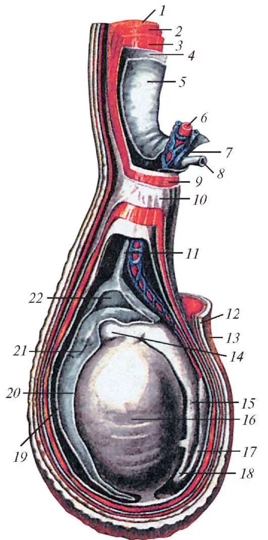 семенной канатик анатомия. оболочки яичка и семенного канатика. строение семенника анатомия. строение яичка анатомия. анатомия яичка и семенного канатика.