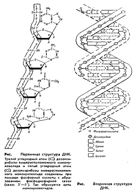 Функции вторичной структуры днк. Первичная вторичная и третичная структура днк. уровни организации днк первичная структура. уровне третичной структуры днк. третичная структура днк формула.