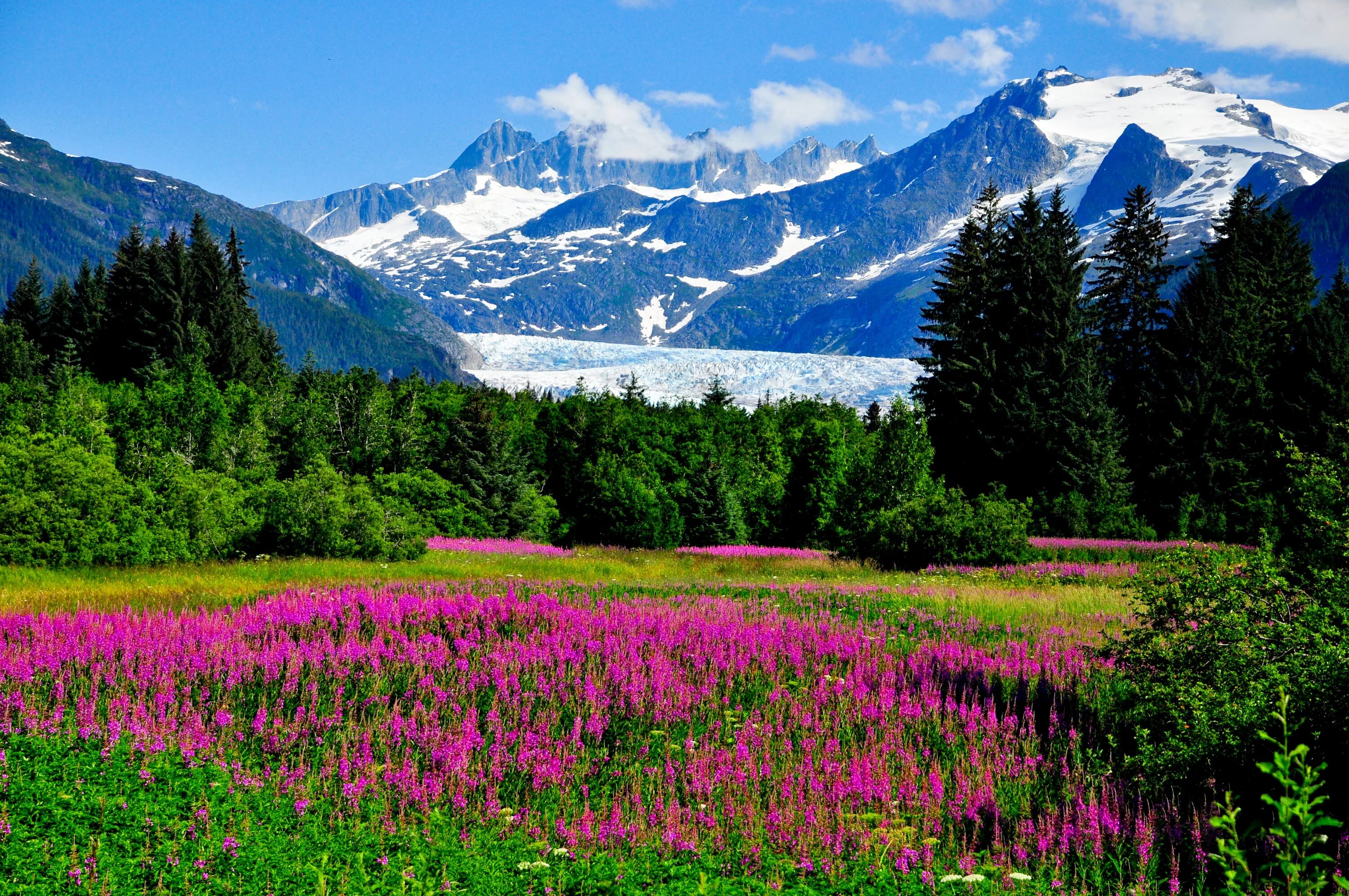 Природа. Кордильеры Альпийские Луга. Альпийские Луга новая Зеландия. Аляска горы лес. Природа США Аляска.