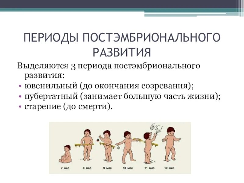 Постэмбриональное развитие ювенильный период пубертатный старение. Ювенильный период постэмбрионального развития. Онтогенез постэмбриональный период развития. Ювенильный период постэмбрионального развития человека.