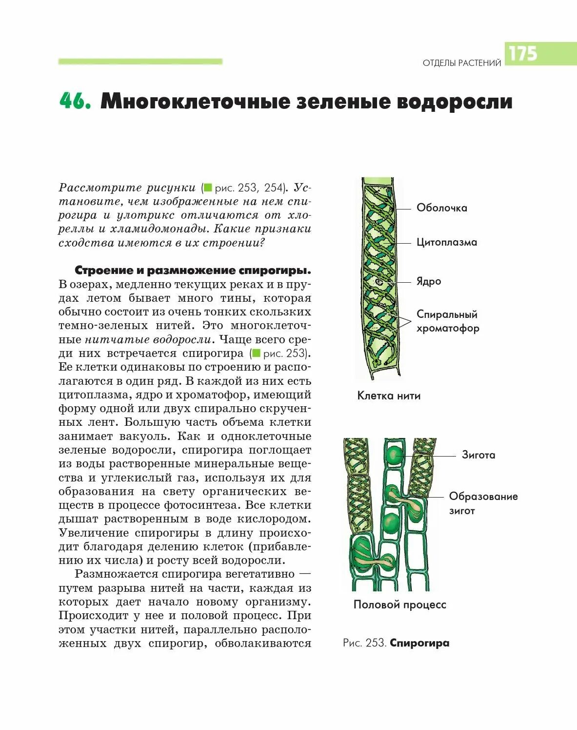 К какому относится спирогира. Многоклеточные водоросли улотрикс. Строение клетки водоросли спирогира. Вегетативное размножение спирогиры. Многоклеточная водоросль спирогира.