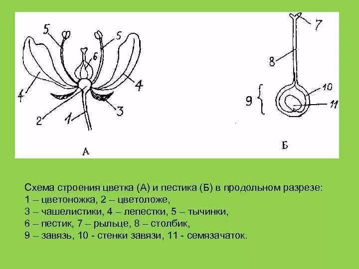 Где находится завязь у цветка. Схема простого пестика. Схема строения пестика. Схема строения завязи. Строение завязи цветка.