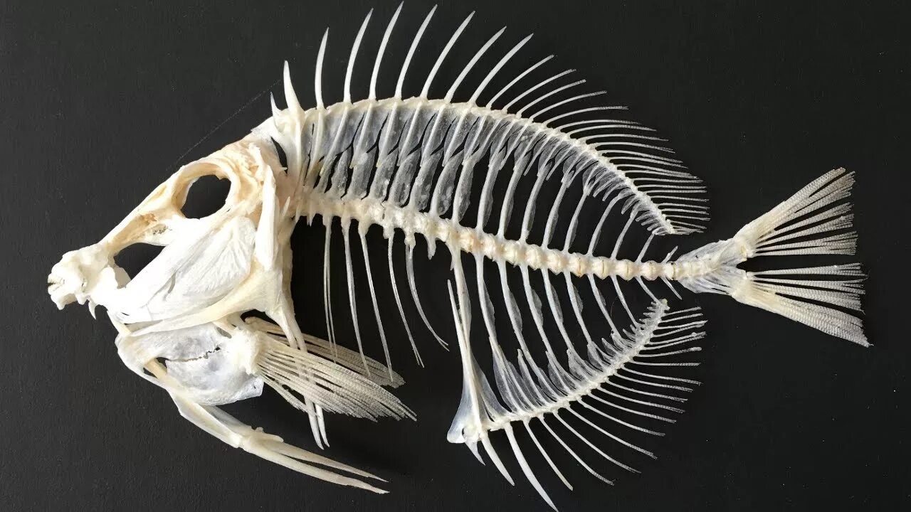 Рыба хвостовой отдел позвоночника. Вомер скелет. Скелет иглобрюхой рыбы. Тилапия скелет. Скелет рыбы позвоночной.