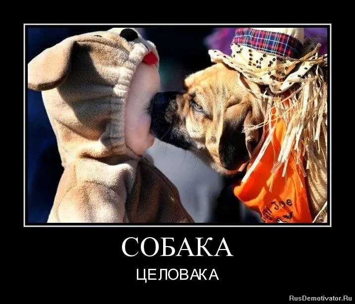 демотиваторы про собак смешные. демотиваторы про собак смешные. собаки улыбаки демотиваторы. собака танцевака. собака демотиватор.