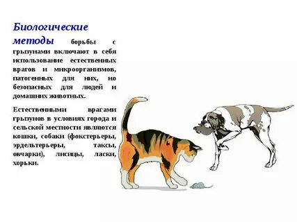 Способы борьбы с грызунами
