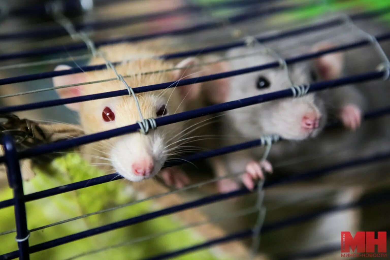 серая крыса домашняя в клетке. домашняя крыска в клетке. крыски домашние в клетке. клетка для мышей. домашние питомцы крысы.