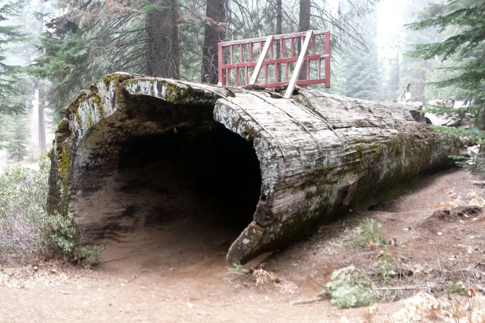 Log inside. Дом из секвойи. hollow log. полое бревно. корабли из секвойи.