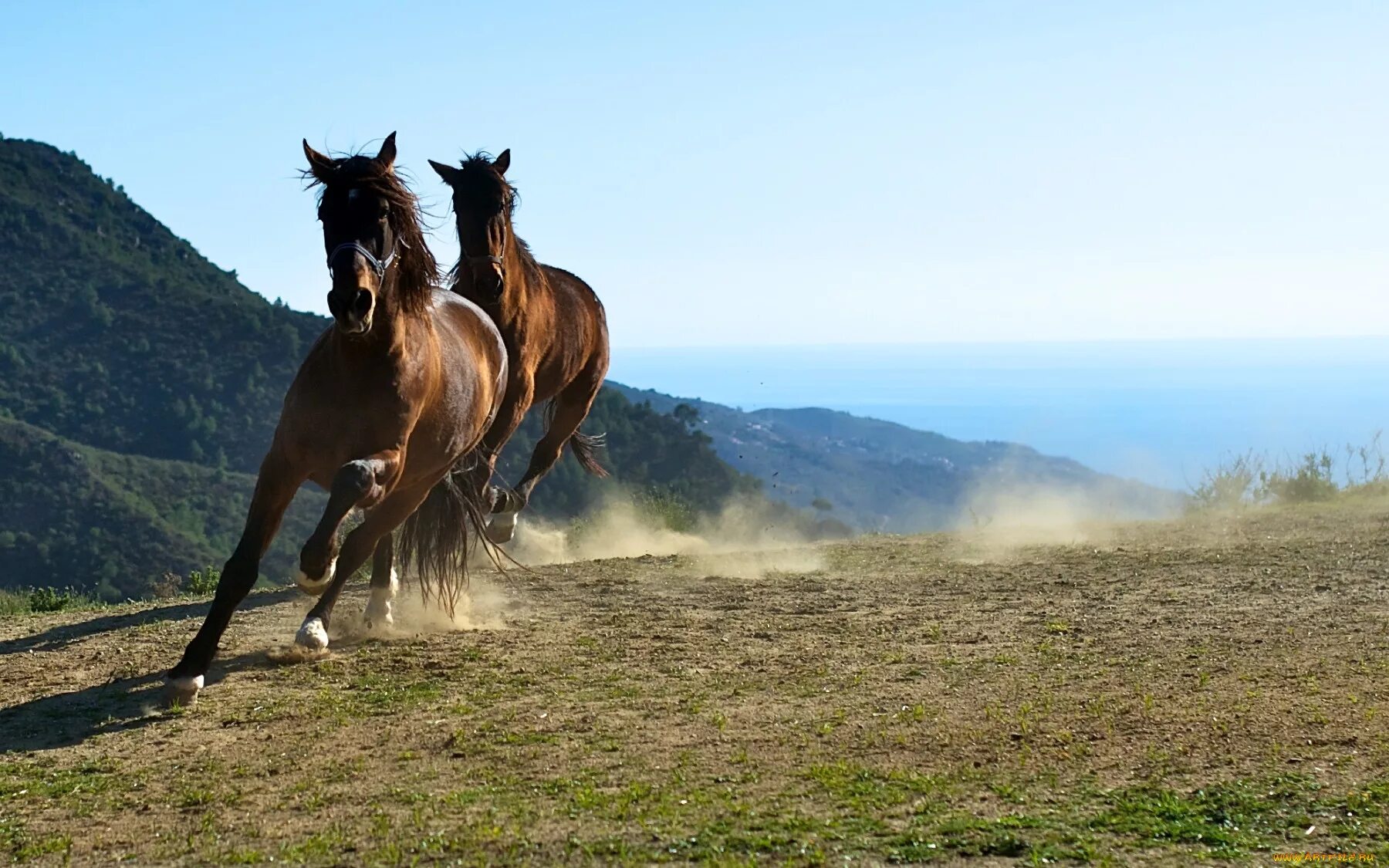 Лошади на природе. Кони в горах. Обои лошади. Лошадь бежит.