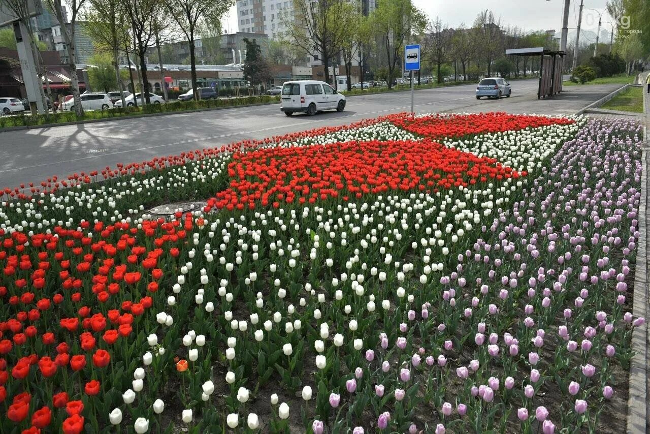 Тюльпаны курганинск. Тюльпановые клумбы Голландии. Клумба с тюльпанами. Красивые клумбы с тюльпанами. Прямоугольная клумба тюльпаны.