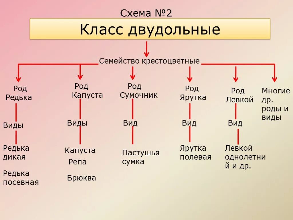 Семейство крестоцветные род. Класс двудольные семейство крестоцветные. Редька вид род. Класс двудольных. Семейство капустные. Схема какой род