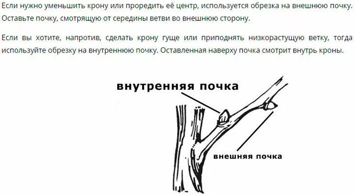 Сроки обрезки плодовых деревьев весной в подмосковье. Обрезка яблони на наружную почку. Как срезать ветки яблони. Какие ветки обрезать у яблони весной. Обрезка яблони верхних веток.