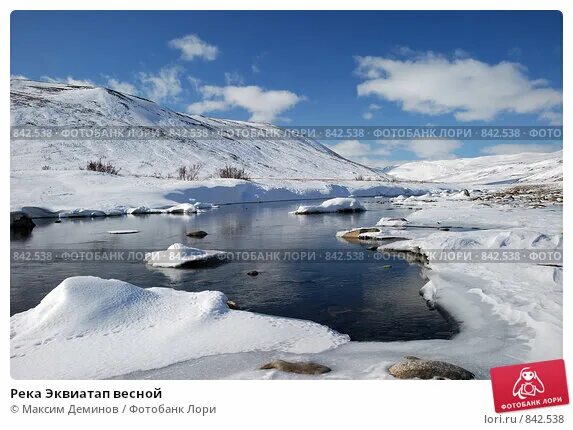 Чукотка весной. Санрейс чукотка. Novosieversia glacialis. Остров врангеля тундра. Чукотка весной.