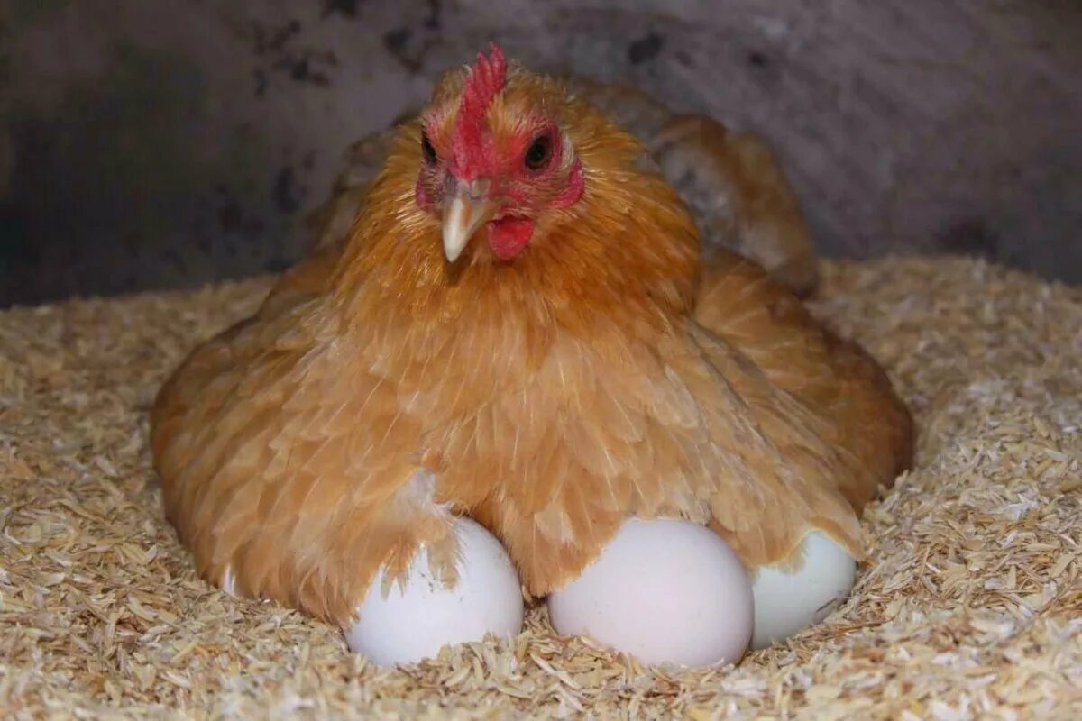 Курочка несется. Фавероль рыжая. Наседка курица высиживает яйца. Квочка Брама с цыплятами. Курочканасетка с цыплятамим.
