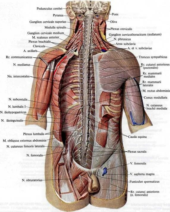 Нервная система грудной клетки анатомия. Кровоснабжение грудной клетки анатомия. Сосуды и нервы грудной клетки топографическая анатомия. Грудные межреберные нервы анатомия.