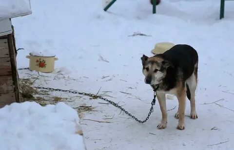 Лает возле дома