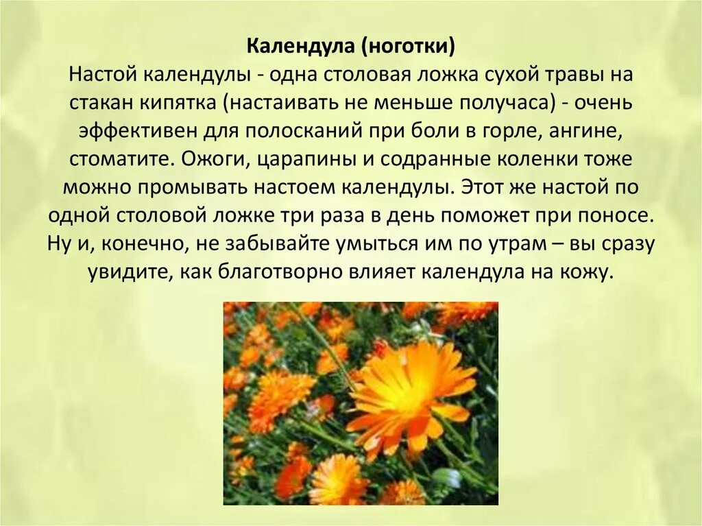 Цветки календулы для чего. Календула семейство астровых. Calendula officinalis препараты. Календула или ноготки лекарственные. Календула ноготки Солнцеворот Крокис.