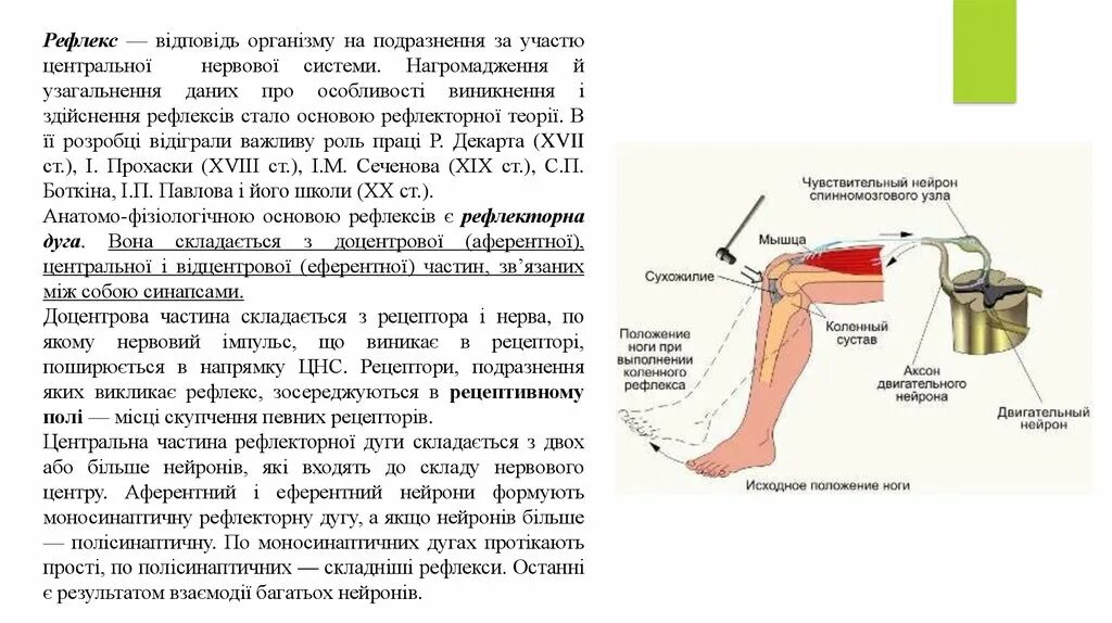 Коленный рефлекс сегменты. Выпадение коленного рефлекса характерно для поражения. Коленный рефлекс биология 8 класс. Коленный рефлекс оценка.