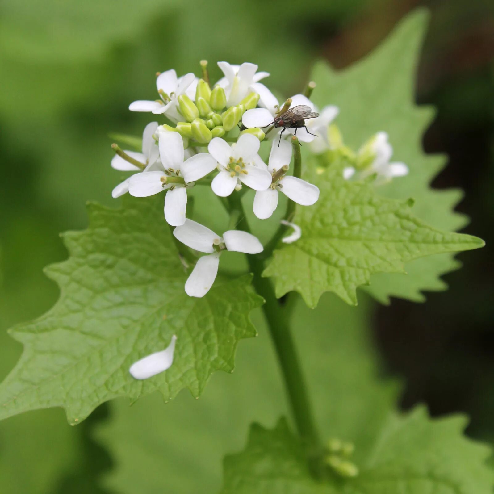 Чесночница черешковая Alliaria petiolata. Alliaria officinalis. Alliaria petiolata цветок. Чесночниц а черешкова я.