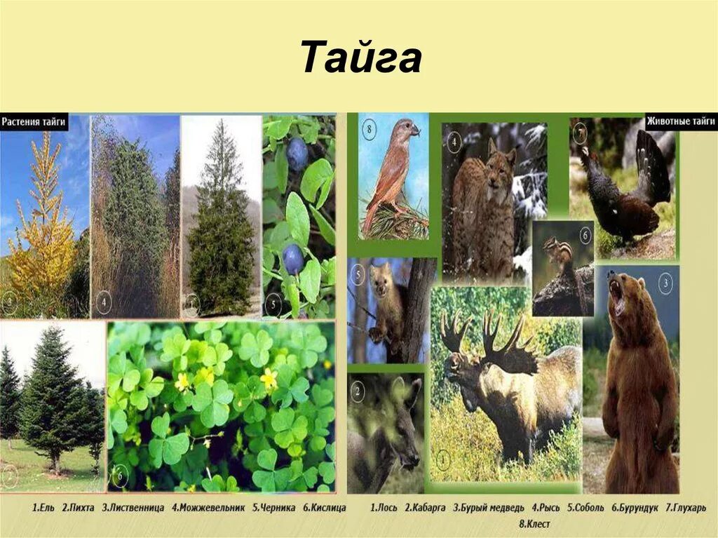 Какие животные в природной зоне тайга. Тайга европейская часть России животный мир. Природная зона Тайга фауна. Тайка животные и растения.