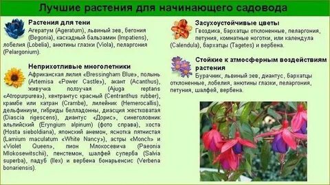 Значение цветов в саду