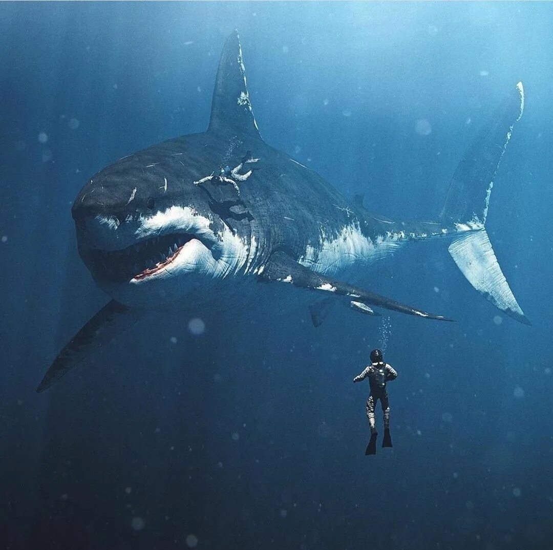 Кто скрывается под маской акулы в 5. Кархародон МЕГАЛОДОН. Кархародон МЕГАЛОДОН зубы. Древние акулы МЕГАЛОДОН. МЕГАЛОДОН акула монстр.