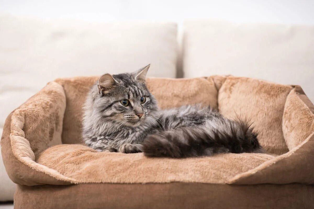 Зачем дома кот. Лежанка для кошки. кошка дома. кот лежит в лежанке. лежанка для котика.