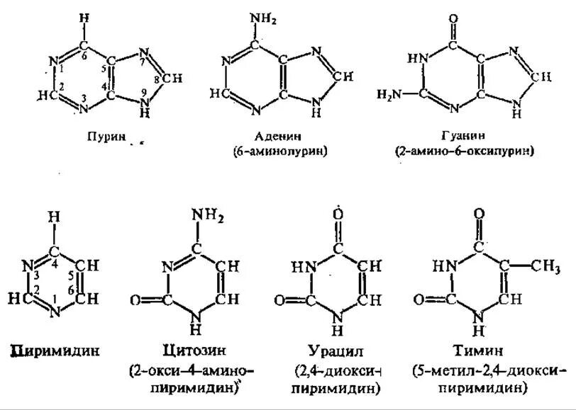 Рнк тимин урацил. Гуанин цитозин аденин Тимин строение. Аденин Тимин строение. ДНК аденин гуанин цитозин Тимин. Нуклеиновая кислота цитозин, Тимин, аденин, гуанин.