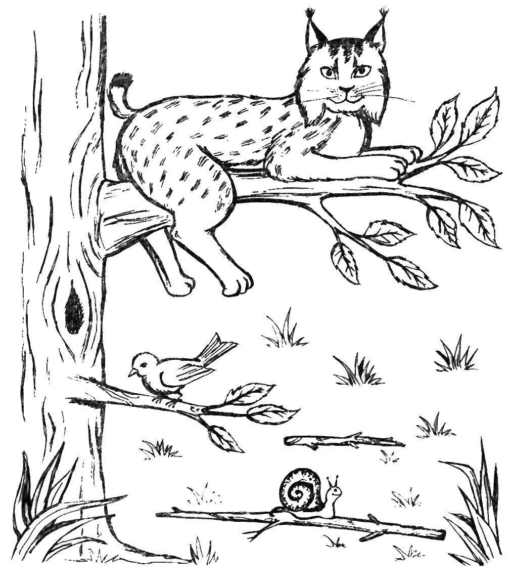 рысь задания. рысь раскраска. рысь задания. рысь раскраска для детей. раскраски животные рысь.