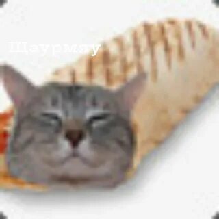 Кот шаурма