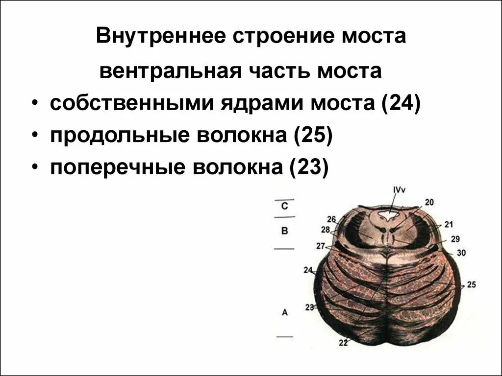 Ядра моста мозга. Схема внутреннего строения моста головного мозга. Поперечный срез моста анатомия. Внутренне строение моста. Поперечный срез моста головного мозга.