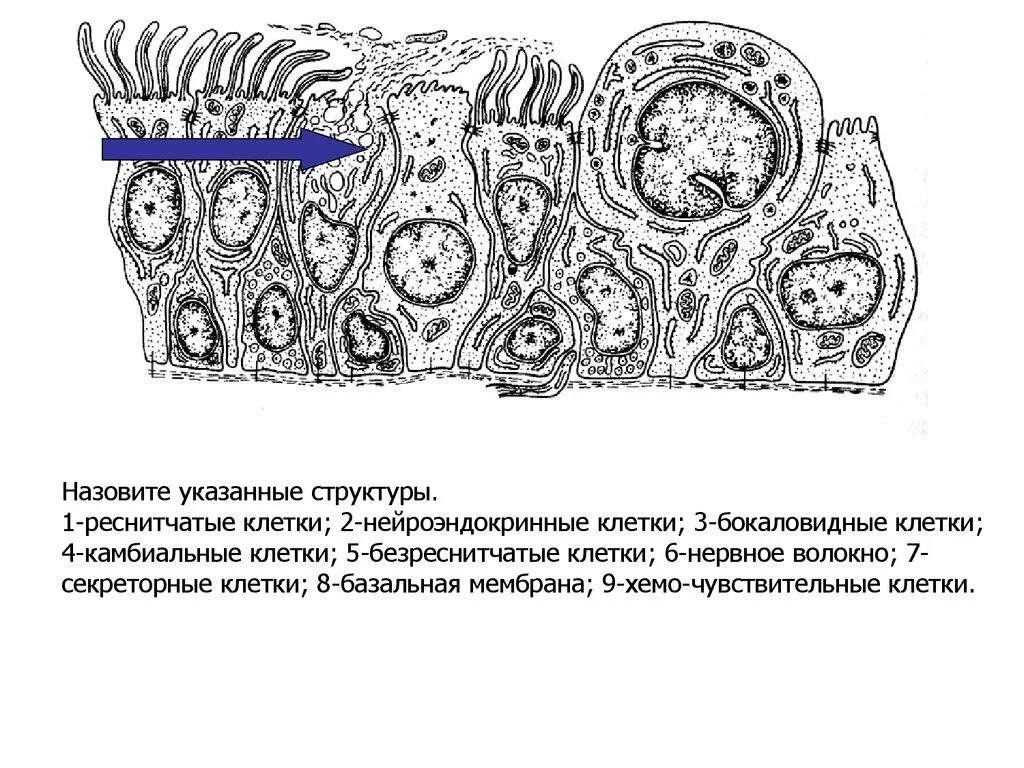 Фазы секреторного цикла железистой клетки. Реснитчатые клетки строение. нейроэндокринные клетки. apud клетки гистология. схема строения нейросекреторной клетки.