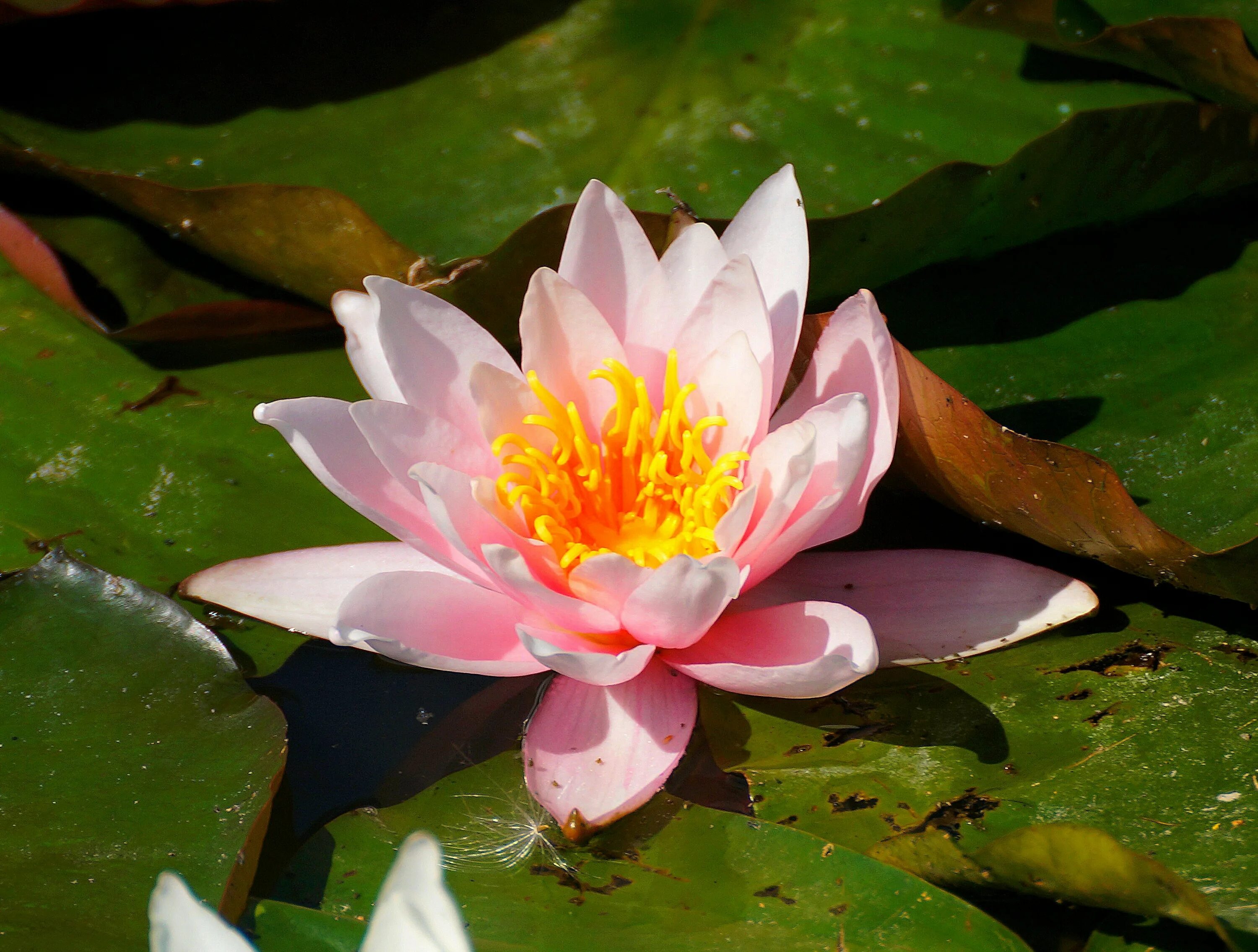 Нимфея фото. Водяная Лилия нимфея. Нимфея (кувшинка) Marliacea carnea. Кувшинка белая водяная Лилия. Лотос кувшинка водяная Лилия.