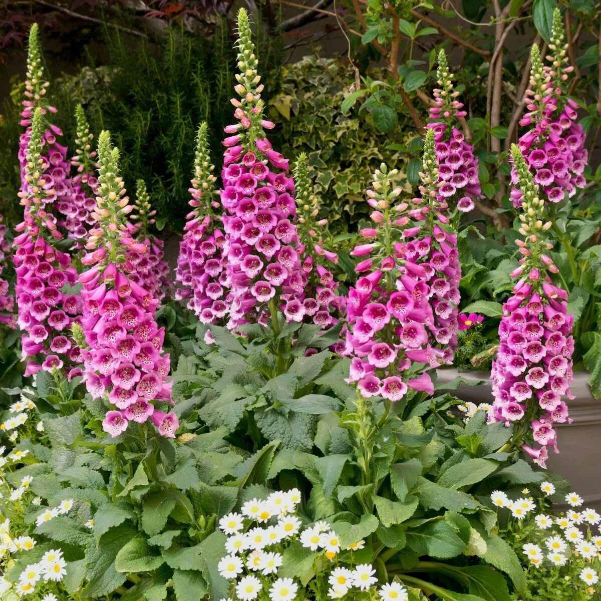 Foxglove. Наперстянка Foxglove. Наперстянка пурпуровая. Наперстянка Глоксиниецветная.