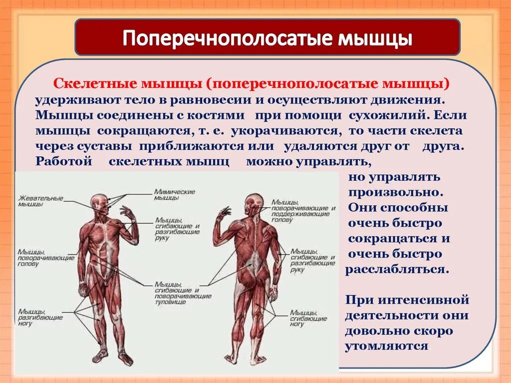 Работа скелетных мышц человека. Поперечнополосатые мышцы у человека. Скелетные поперечнополосатые мышцы. Поперечно полосатые мышцы. Поперечнополосатые мцшцы.