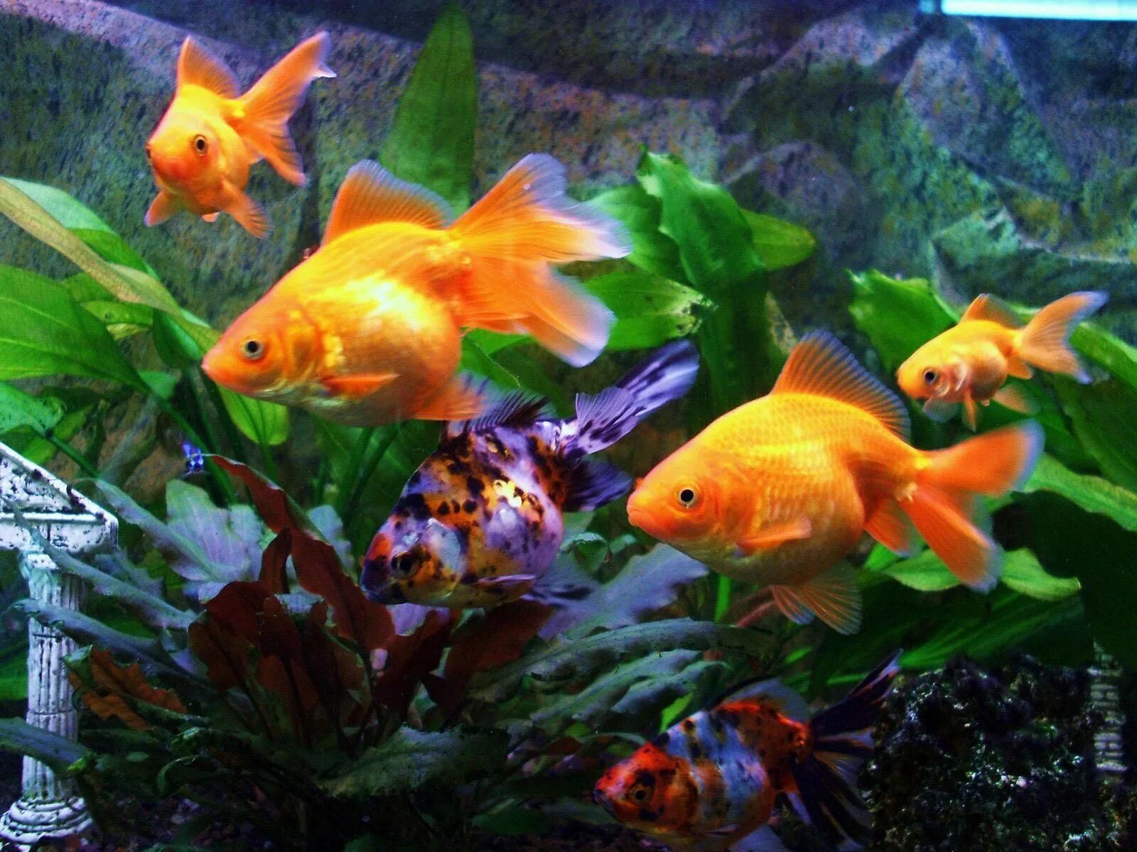 Pets fish. Рыбы в аквариуме. Рыбки для аквариума. Золотая рыбка. Золотая рыбка в аквариуме.