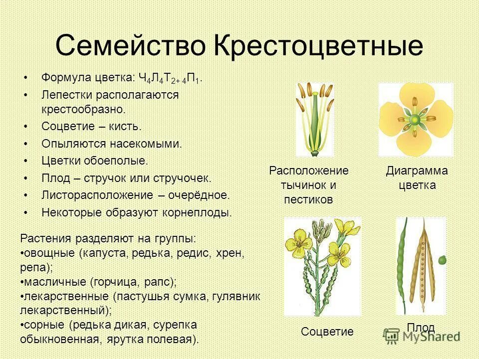 Ч5л5т5п1 к какому классу относят
