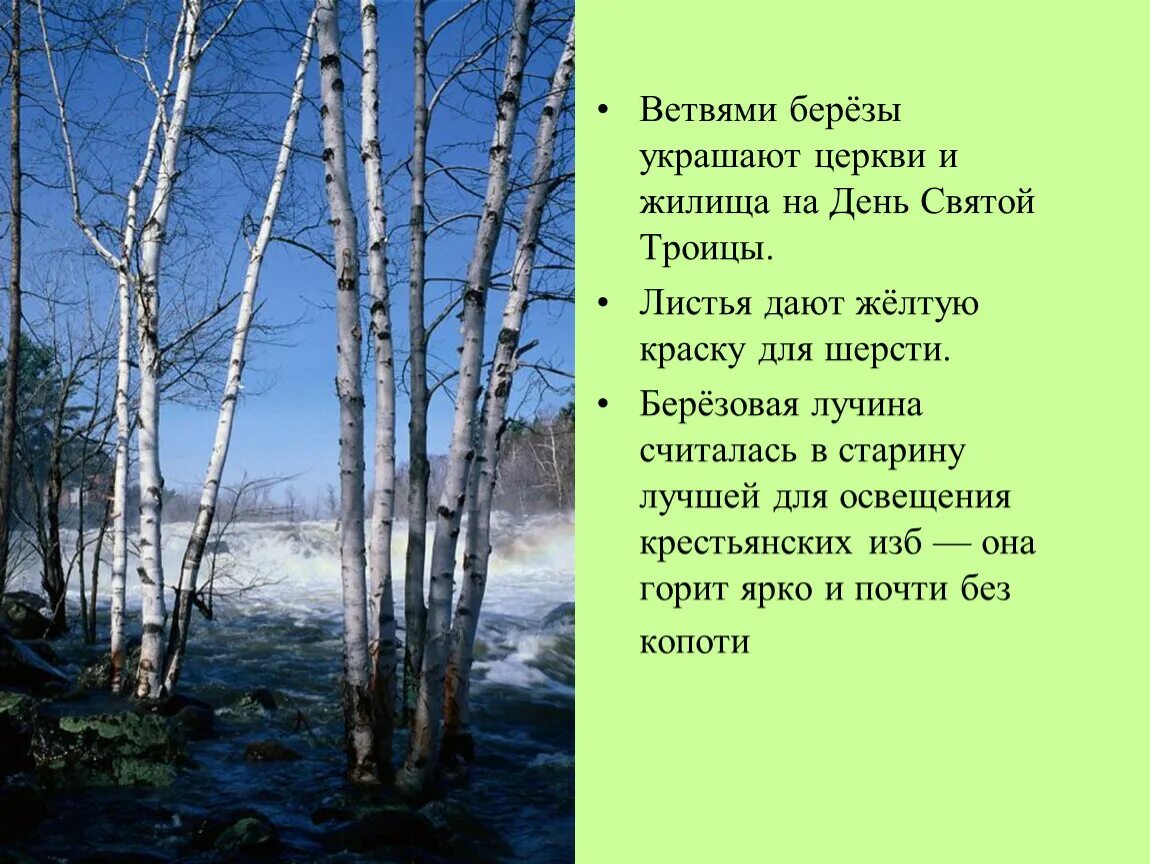 Украшенная береза. Ветви березы на Троицу. Троица березовые ветки. Веточки березы на Троицу. Секреты березки