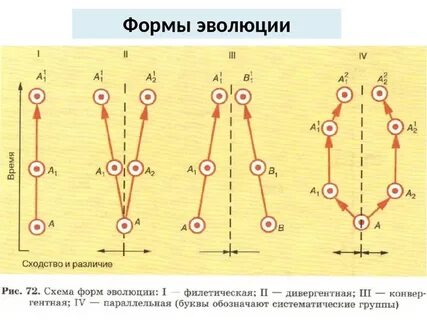 Форма эволюции групп