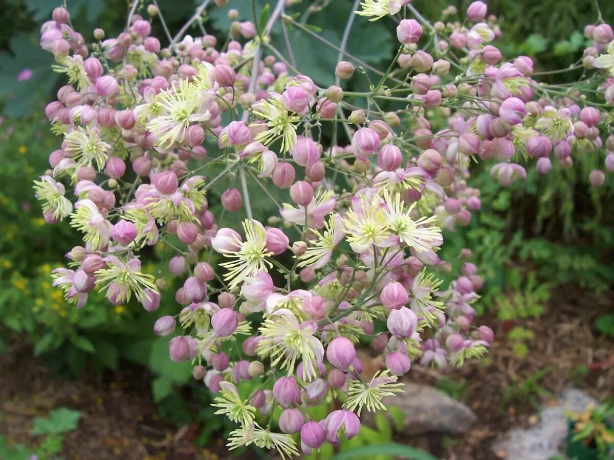 Василистник Элин (Thalictrum Elin). Василистник (Thalictrum). Василистник Альпийский. Василистник двукрылоплодный. Василистник семена купить