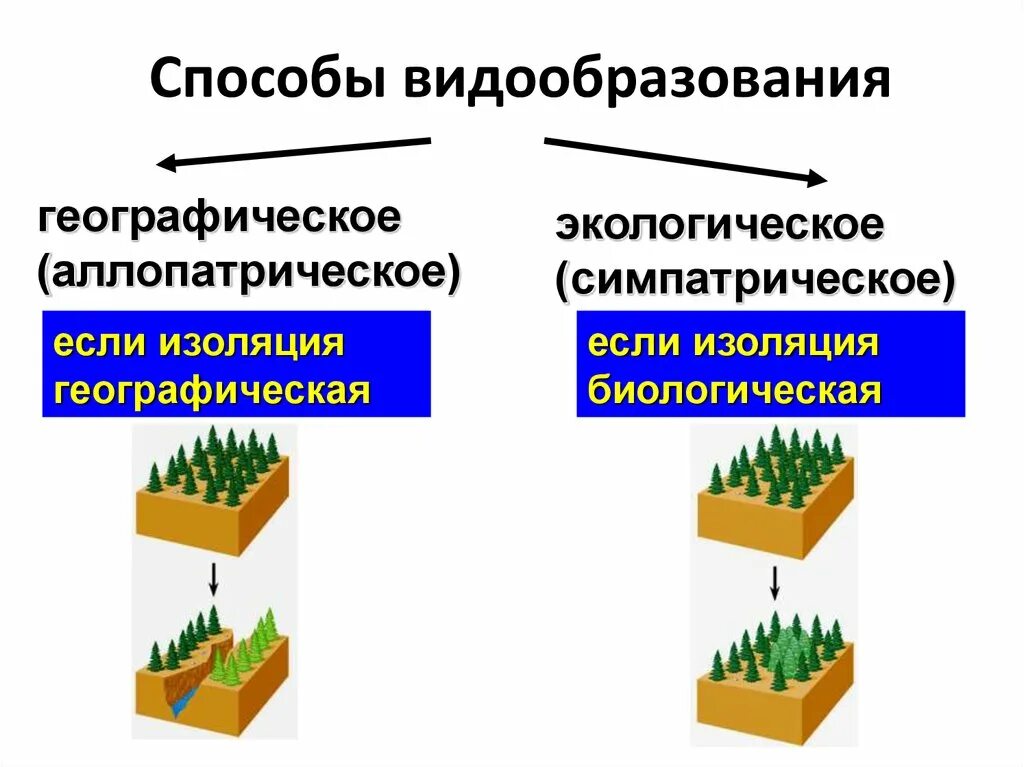 Методы биологического образования. Видообразование бывает 2 видов. способы видообразования биология 11 класс таблица. два способа видообразования таблица. пути видообразования таблица географическое и экологическое.