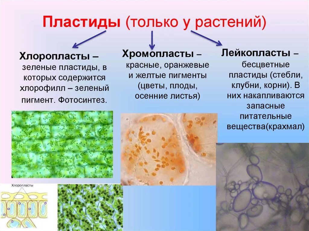 Хлорофилл хлоропласт хромопласт. Пластиды (хлоропласты) пластиды (хромопласты) пластиды (лейкопласты). Хлоропласты хромопласты лейкопласты. Plastida: leykoplast xloroplast xromoplast. Лейкопласты в растительной клетке