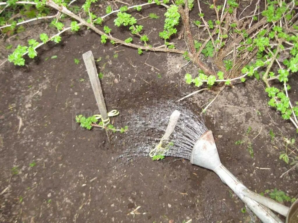 Размножение фундука отводками. Размножение смородины одревесневшими черенками. Размножение крыжовника черенками летом. Калина бульденеж отводки. Отводки в размножении смородины.