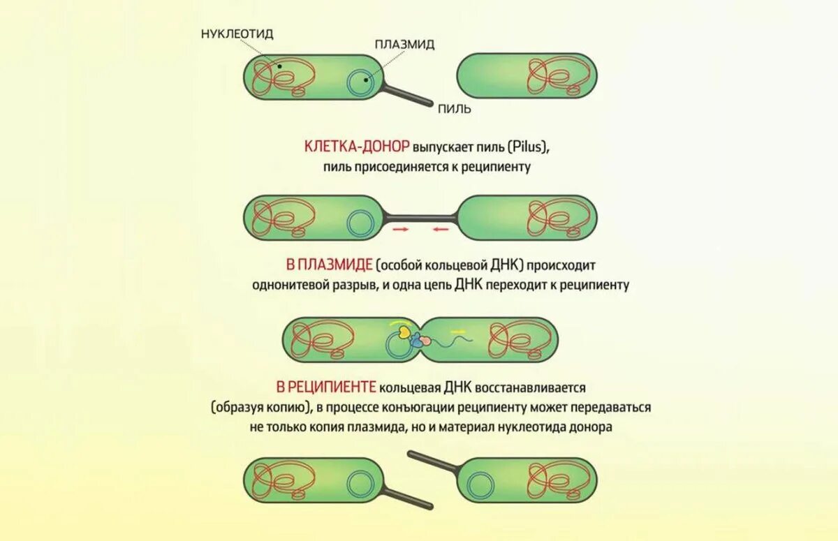 Бактерия донор. Размножение бактерий конъюгация. Половое размножение прокариот. Конъюгация бактерий схема. Конъюгация схема микробиология.