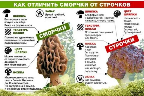 Как отличить сморчок от строчка