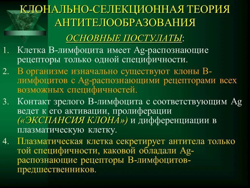 Клонально селективного иммунитета п эрлих. Теории образования антител. теории антителообразования. клонально-селекционная теория. теории антителообразования микробиология.