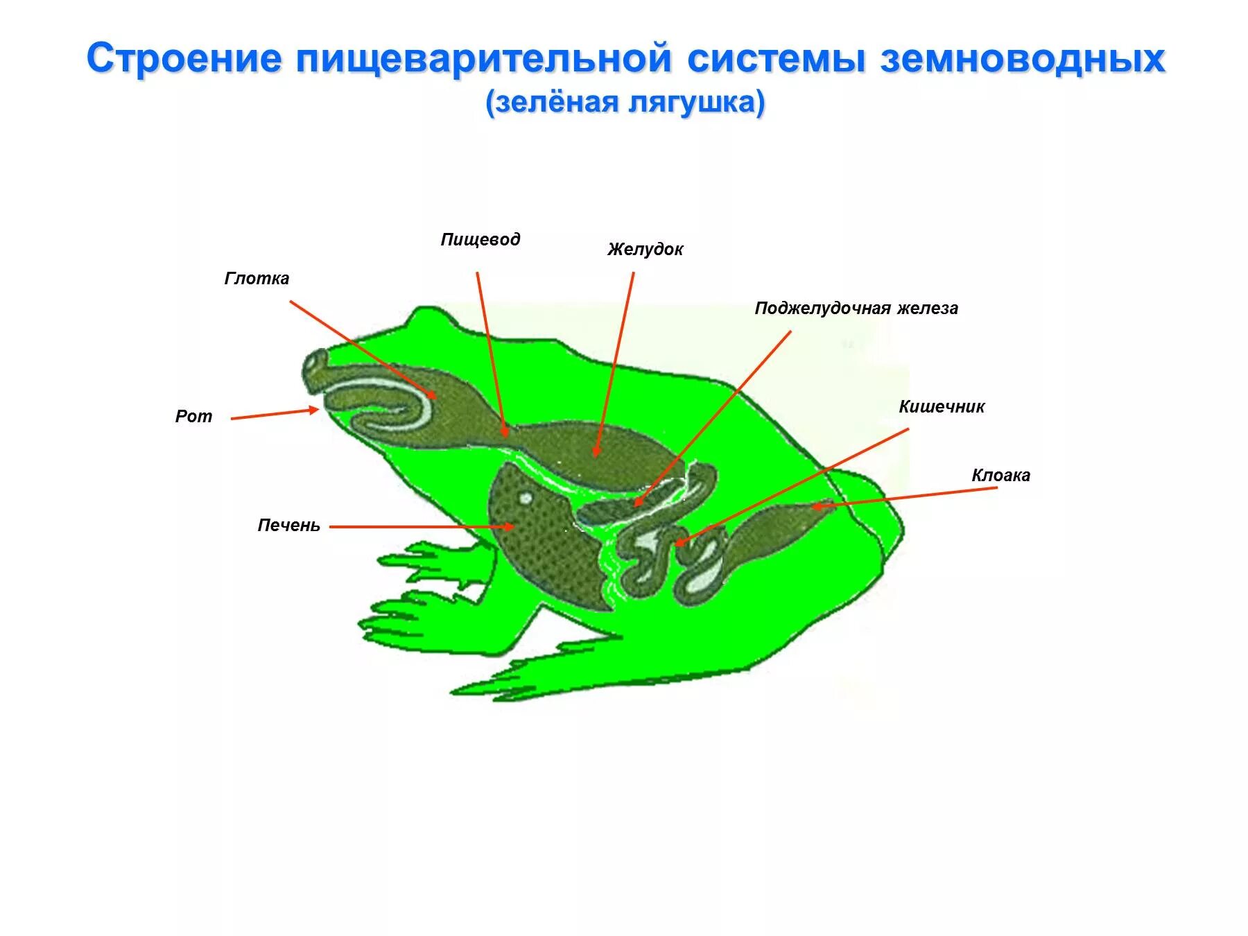 Схема пищевар системы лягушки. Внутреннее строение лягушки пищеварение. Строение пищеварительной системы земноводных. Схема строения пищеварительной системы земноводных.