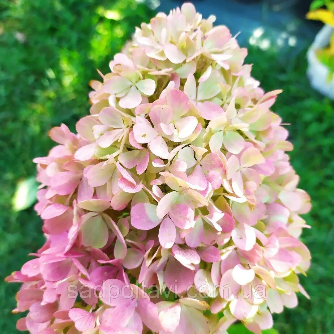 Метельчатая мохито. Метельчатая мохито. Метельчатая мохито. Метельчатая мохито. Метельчатая мохито.